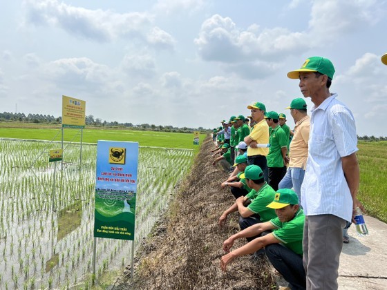 A smart rice field model for green growth by Binh Dien Fertilizer JSC. A smart rice field model for green growth by Binh Dien Fertilizer JSC.