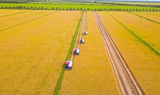 Rice harvesting in a large-scale field (Photo: SGGP)