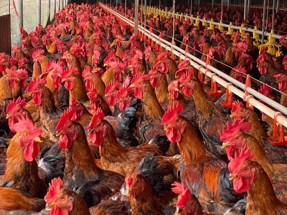 VIPA informed that many businesses and poultry farms are now facing the risk of bankruptcy VIPA informed that many businesses and poultry farms are now facing the risk of bankruptcy
