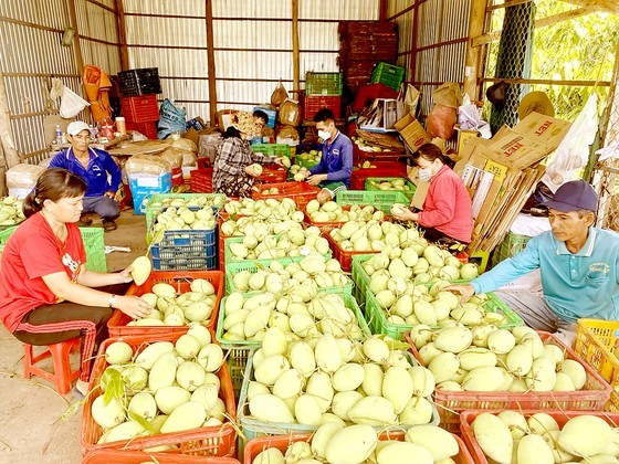 Many fruits in the Mekong Delta already obtaining their own PUCs need careful quality monitoring for sustainable export (Photo: SGGP)