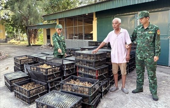 Tra Co Border Guard Station detected over 17,700 2-day-old smuggled chickens (Photo: VNA) Tra Co Border Guard Station detected over 17,700 2-day-old smuggled chickens (Photo: VNA)