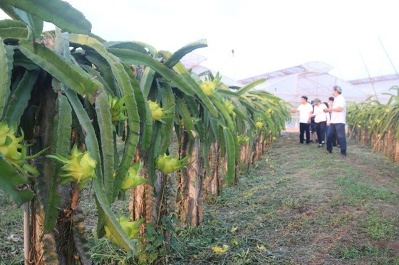 Thanks to irrigation works, Binh Thuan Province is now considered the dragon fruit capital of the country (Photo: SGGP) Thanks to irrigation works, Binh Thuan Province is now considered the dragon fruit capital of the country (Photo: SGGP)