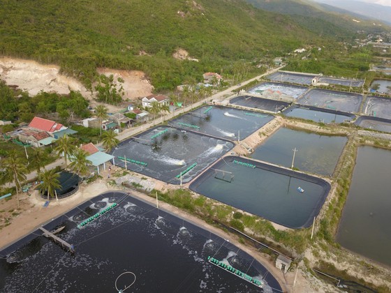 Shrimp farming area for export in Ninh Hoa Town of Khanh Hoa Province (Photo: SGGP)