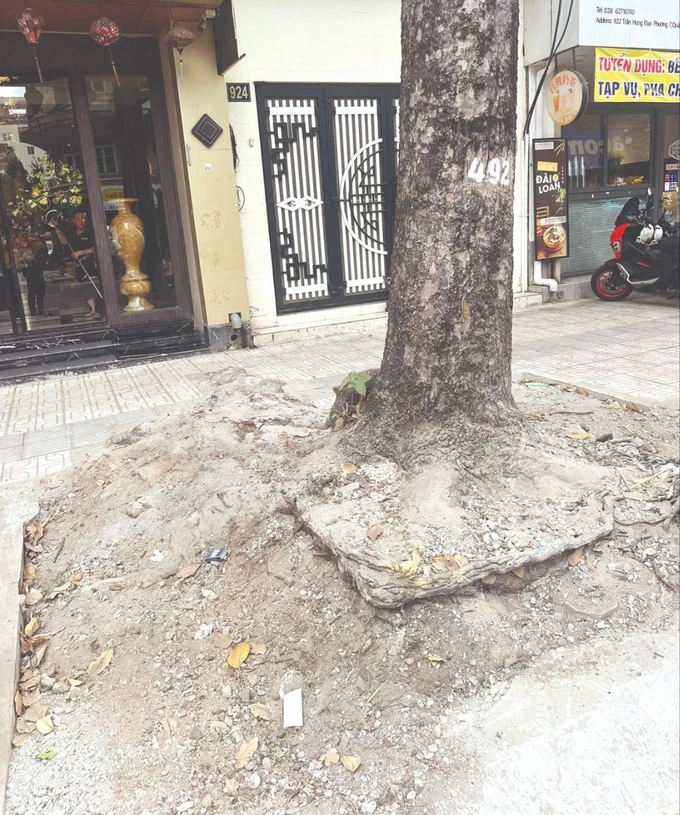 Sidewalk construction lowering the foundation level causes a tree stump to protrude (Photo: SGGP) 09b.jpg