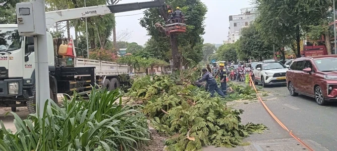 HCMC Greenery Parks Co. Ltd. is transplanting a tree on Nguyen Thi Minh Khai Street of District 1 before renovation work (Photo: SGGP) 12.jpg