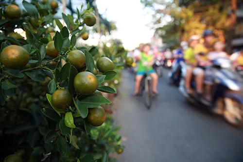 Chợ hoa xuân trên bến dưới thuyền… ảnh 7