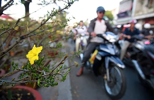 Chợ hoa xuân trên bến dưới thuyền… ảnh 8