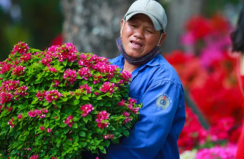 Chiều 29 Tết, người dân TP Hồ Chí Minh đổ xô đi mua hoa ảnh 10 Chiều 29 Tết, người dân TP Hồ Chí Minh đổ xô đi mua hoa ảnh 10