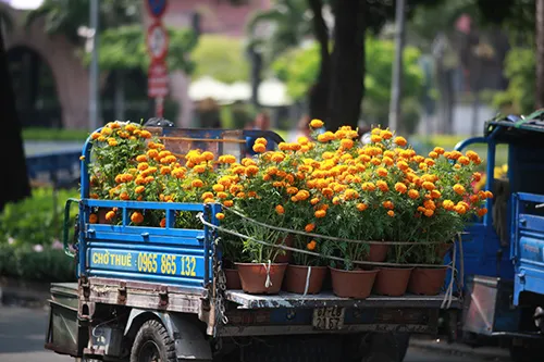 Chiều 29 Tết, người dân TP Hồ Chí Minh đổ xô đi mua hoa ảnh 2 Chiều 29 Tết, người dân TP Hồ Chí Minh đổ xô đi mua hoa ảnh 2