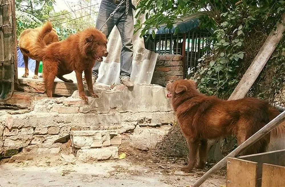 Hơn 100 chú chó tham dự vô địch chó giống bản địa Việt Nam năm 2020 ảnh 3 Hơn 100 chú chó tham dự vô địch chó giống bản địa Việt Nam năm 2020 ảnh 3
