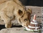 Zoo celebrates birth of Kwanzaa the lion ảnh 1 Zoo celebrates birth of Kwanzaa the lion ảnh 1