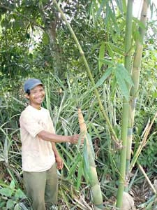 Người đưa tre từ phố lên rừng