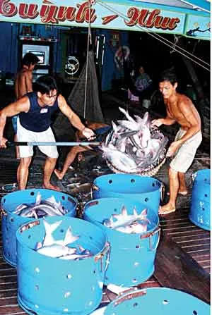 Bấp bênh cá da trơn ảnh 2 Bấp bênh cá da trơn ảnh 2