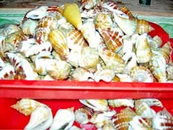 Thừa Thiên-Huế: Đổ xô đi bắt ốc nhảy tại vùng biển Chân Mây