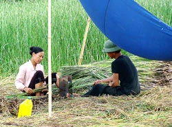 Lao đao cói Nga Sơn
