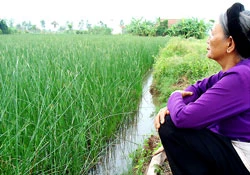 Lao đao cói Nga Sơn ảnh 2 Lao đao cói Nga Sơn ảnh 2