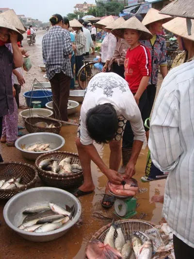 Hà Nội “hậu” lũ lụt: Cá rẻ như... bèo ảnh 2 Hà Nội “hậu” lũ lụt: Cá rẻ như... bèo ảnh 2