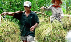 Lúa đặc sản Bảy Núi nguy cơ biến mất!