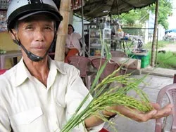 Đôn đáo mua lúa giống