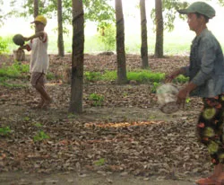 Mót mủ cao su...