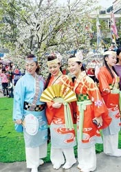 Hà Nội: Hàng ngàn người thưởng ngoạn hoa anh đào Nhật Bản