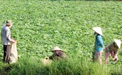 Bài 1: Mô hình Chợ Mới ảnh 2 Bài 1: Mô hình Chợ Mới ảnh 2