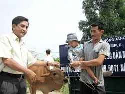 Hội nông dân TPHCM phối hợp với HEIFER Việt Nam: Trao bò tạo vốn cho nông dân nghèo