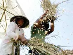 Hội đồng Kinh tế - Xã hội LHQ (ECOSOC) kêu gọi thế giới hợp tác chống khủng hoảng lương thực toàn cầu