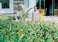 Sầu riêng - mối lo hội nhập ảnh 2 Sầu riêng - mối lo hội nhập ảnh 2