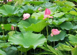 Lại mùa sen nữa...