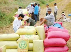 Bỏ chợ để làm khu công nghiệp!?