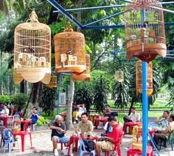 Chim cảnh chưa kiểm dịch!