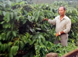 “Cơn sốt” trồng cà phê