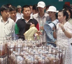 Trần Lê Thu Thảo và ước mơ nấm