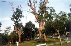 Cây xanh tại TPHCM: Được cắt tỉa đúng yêu cầu kỹ thuật