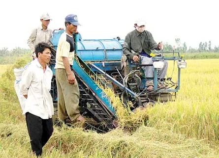 Đồng bằng sông Cửu Long : Ứ đọng lúa hè thu…