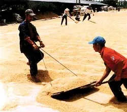 Tiêu thụ lúa hè thu ở ĐBSCL: Băn khoăn giá thành