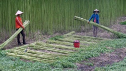 Long An : Điêu đứng vùng đay nguyên liệu
