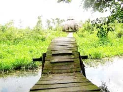Hoang dã thành... “dã hoang”? ảnh 2 Hoang dã thành... “dã hoang”? ảnh 2