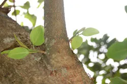 Cây đa Tân Trào đã có sức sống mới