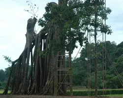 Cây đa Tân Trào đã có sức sống mới ảnh 2 Cây đa Tân Trào đã có sức sống mới ảnh 2