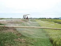 Chim trời gặp nạn...