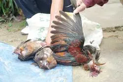 Chim trời gặp nạn... ảnh 2 Chim trời gặp nạn... ảnh 2