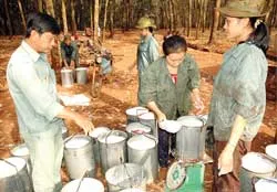 Lấy rừng tự nhiên trồng cao su: Thận trọng và nghiêm ngặt