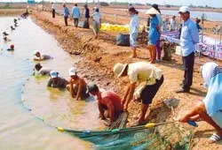 ĐBSCL - Một mùa tôm ảm đạm