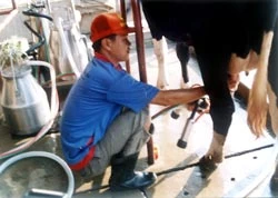 Thu mua sữa bò : Vinamilk cần hài hòa lợi ích với nông dân ảnh 2 Thu mua sữa bò : Vinamilk cần hài hòa lợi ích với nông dân ảnh 2