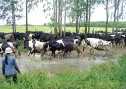 Thu mua sữa bò : Vinamilk cần hài hòa lợi ích với nông dân