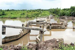 “Nông nghiệp, nông dân, nông thôn”. Bài 2: Cà Mau Ngọt – mặn đôi bờ ảnh 2 “Nông nghiệp, nông dân, nông thôn”. Bài 2: Cà Mau Ngọt – mặn đôi bờ ảnh 2