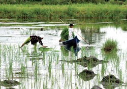 “Nông nghiệp, nông dân, nông thôn”. Bài 2: Cà Mau Ngọt – mặn đôi bờ