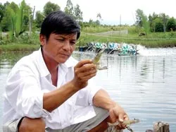 Bài 3: Cà Mau: Ưu tư còn lại của câu chuyện lúa - tôm ảnh 2 Bài 3: Cà Mau: Ưu tư còn lại của câu chuyện lúa - tôm ảnh 2